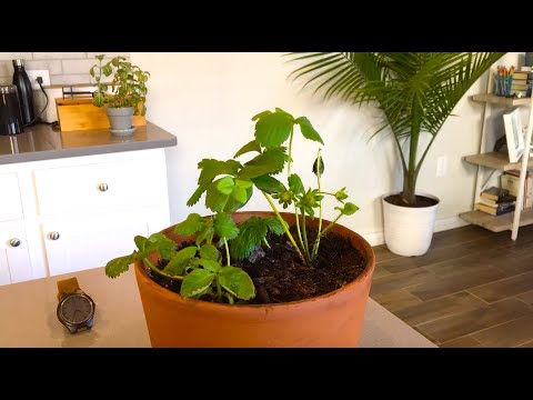 Watch Plants Grow: Time Lapse of My Strawberry Plant Dying (9 Days)