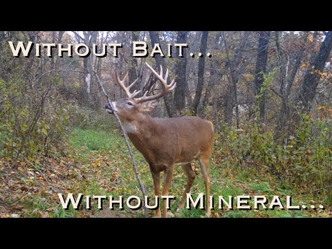 The HODAG Licking Stick