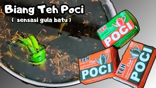Download lagu BONGKAR CARA MEMBUAT BIANG TEH POCI DENGAN GULA BATU mp3 Download lagu BONGKAR CARA MEMBUAT BIANG TEH POCI DENGAN GULA BATU mp3