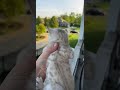 Mama Cat Comes Running Home To Kitten S Cry ViralHog