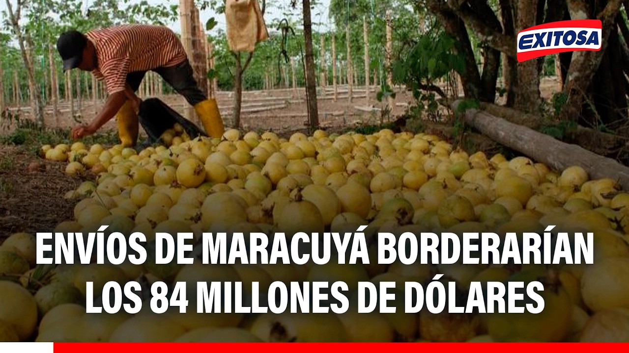 🔴🔵 Envíos de maracuyá borderarían los 84 millones de dólares