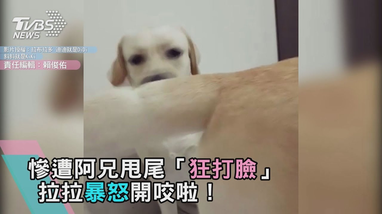 慘遭阿兄甩尾「狂打臉」 拉拉暴怒開咬啦!