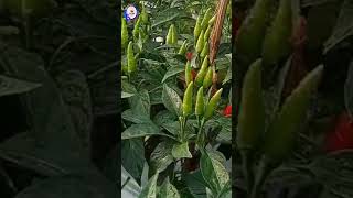 Download lagu Indonesian original devil bird's eye chili ⁉️ #shortsviral mp3 Download lagu Indonesian original devil bird's eye chili ⁉️ #shortsviral mp3