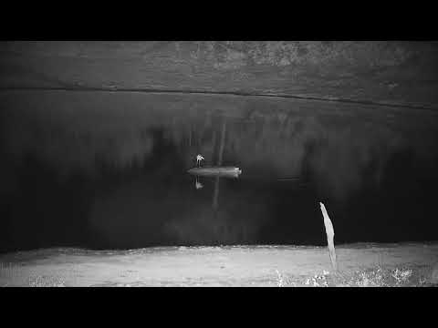 Djuma: Grey Heron flies in and lands on Hippo - 23:36 - 11/15/21