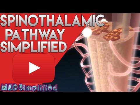Spinothalamic Tract Made Easy - Spinal Cord Tracts 1