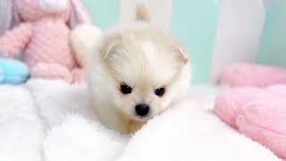 ハーフ犬の動画01