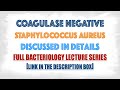 Coagulase negative staphylococcus