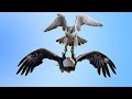 Elang Botak Vs Peregrine Falcon Siapa Pemenangnya