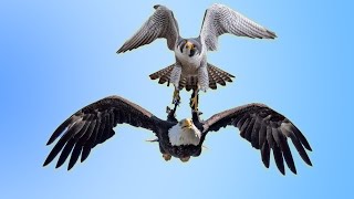 Download lagu Elang Botak vs Peregrine Falcon | Siapa Pemenangnya? mp3