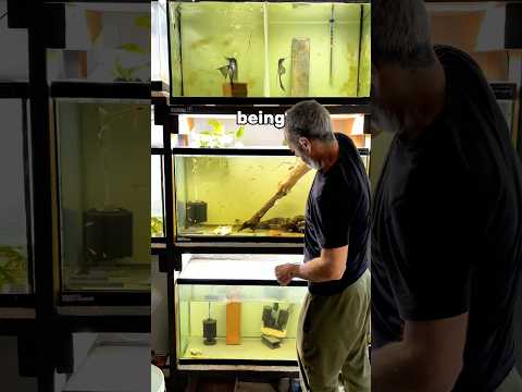 3 annoying things about being a fish breeder #fishtank #aquarium #fishkeeping #fishkeepingtips #fish