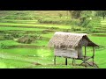 KECAPI SULING BUAT SUNGKEM TERBAIK