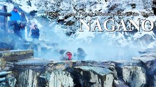 Nagano Trip — A One-of-a-Kind Winter Scene in Japan | Shibu Onsen & Snow Monkey 