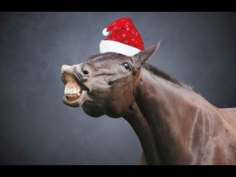 Weighted To Win - Xmas Bonus! Get On Now! WTW panel very confident about a runner in the Cape! Enjoy