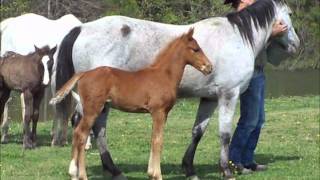 preview picture of video '2012 Foals and Mares'