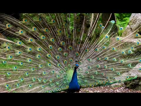 मोर नृत्य Peacock Sounds - Noises Peacock Dance Complete  & Screams High Quality 4K Pfau schlägt Rad