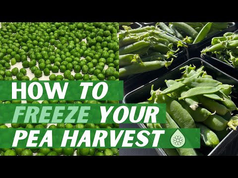 HOW TO FREEZE YOUR PEA HARVEST // How to Blanch Peas and Preserve Vegetables in Freezer Bags