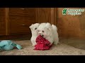 Maltese dogs for sale: Holiday - Video 1