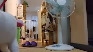 しつこいご主人に愛想を尽かせ玩具咥えて持ち去るあめちゃん