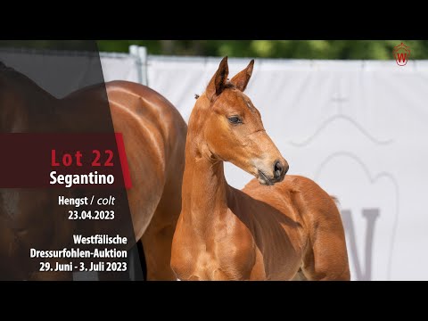 Dressurfohlen-Auktion Lot 22 Segantio Hengst v. Segantini - Metall