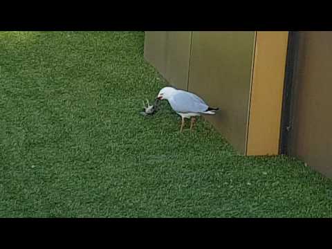 A seagull  attempts to swallow a sparrow