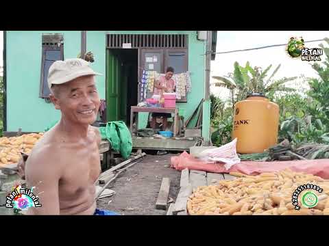 AFTER 1 WEEK OF PLACEMENT, SEE WHAT HAPPENS IN THE NORTH KALIMANTAN TRANSMIGRATION