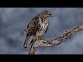 The Buzzard: Close Up HD Footage (Buteo buteo) #birds #wildlife #birdwatching #birdlovers