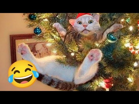 New Year’s Eve fails and funny moments 😂Enjoy.