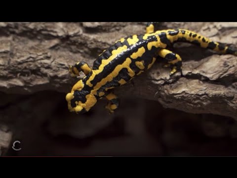 Tatort Wald - das stille Sterben der Feuersalamander