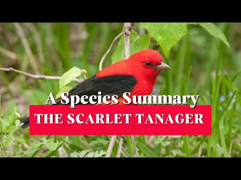 Piranga šarlátová (Piranga olivacea) — správanie, biotop a hlas