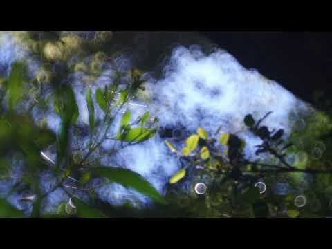 Foliage | Helios 77M-4 50mm