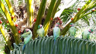 Download lagu Mikat Burung Betet Menggunakan Umpan Buah Sawit mp3