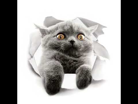 Pet 3D Wall Stickers