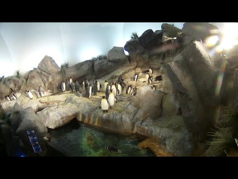 Penguins Webcam in Saint Louis Zoo
