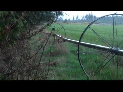 Big Black bear 50 yards