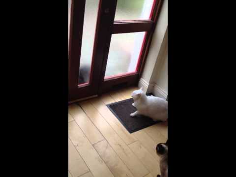 Cats defending their house