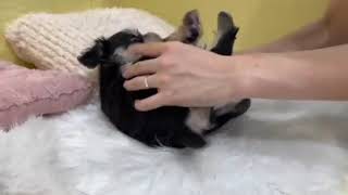ミニチュアシュナウザーの動画01