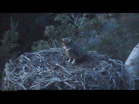 Great Horned Owl Visits Savannah Nest – Dec. 7, 2018