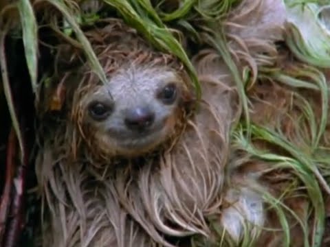 Bakterienkiller im Faultier-Fell