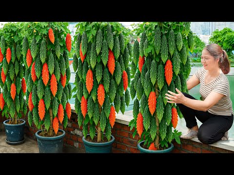 Harvesting Ripe Bitter Melon in Barrel - Bitter Melon Eaten Raw with Pork Floss | Must-Try Dishes