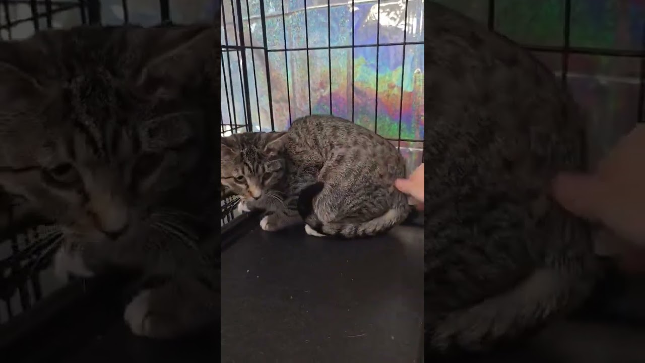 Enlarge Wasabi, a Adoptable mixed breed in Amarillo, TX video 6/6
