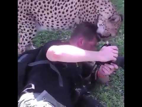 Wild animals showing love to HUMANS.