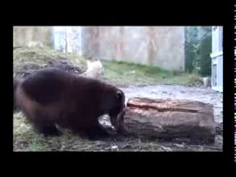 Rosomák - hltoun a zuřivec (wolverine - Zoo Hluboka)