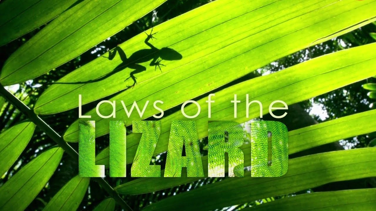 Niepisane prawa jaszczurki