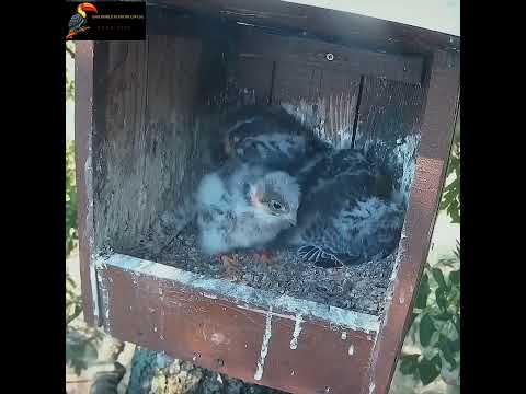 Mother falcon is raising 3 babies.