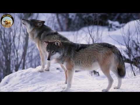 Explore the Arctic – The kingdom of ice and dangerous predators #wildanimals