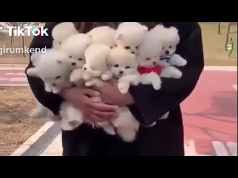 Try not to lough Tik Tok Animal challenge cats 🐈 and dogs🐶  funny videos