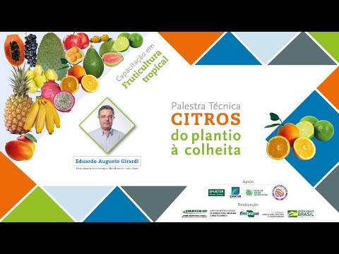 Citros: do plantio à colheita