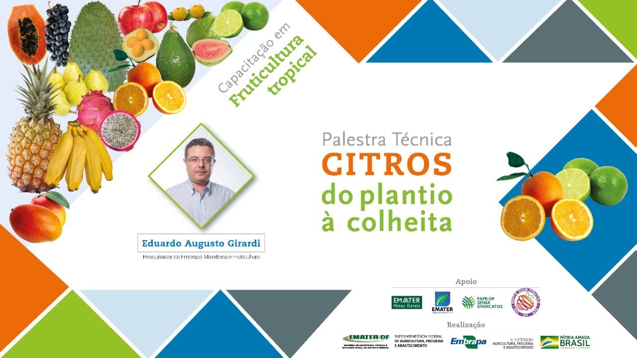 Citros: do plantio à colheita