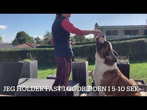 Træning af hund