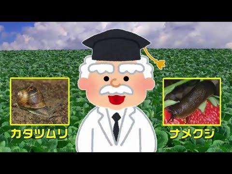 ズッキーニをナメクジから守る方法は？完全に自然だが非常に効果的な祖母のための5つの治療法  庭園